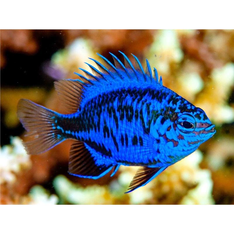 Springers Damselfish (Chrysiptera springeri) - imagine 3